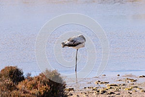 Flamingo in a pond in the salt mine of Ibiza