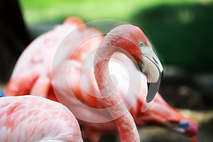 Flamingo on a pond in the zoo of cologne in germany