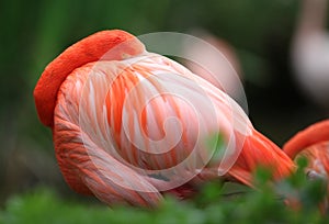 Flamingo portrait