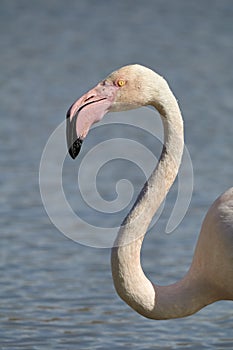 Flamingo Portrait