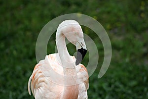 Flamingo Portrait at The Baton Rouge Zoo