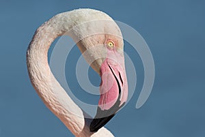 Flamingo portrait, Camargue, France