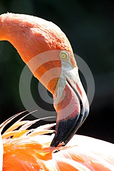 Flamingo Preening