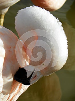 Flamingo preening