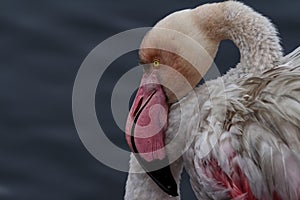 Flamingo preening in the Walvis Bay lagoon