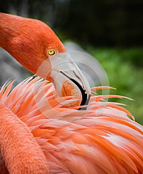 Flamingo preens feathers