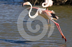 Flamingo preparing for touchdown