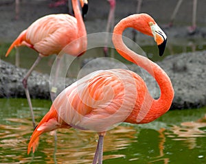 Flamingo Profile photo