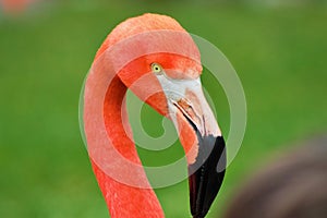 Flamingo Profile