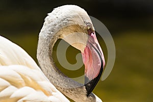 Flamingo with a purple and black beak