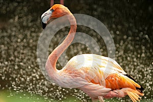 Flamingo in the rain