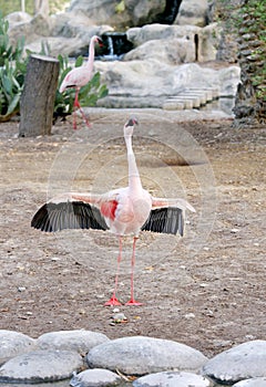 Flamingo raising its beautiful black and red wings