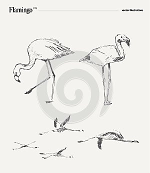 Flamingo realistic vector illustration, sketch