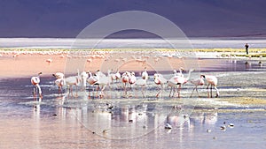 Flamingo in Red Lagoon in Bolivia