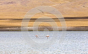 Flamingo in Red Lagoon in Bolivia