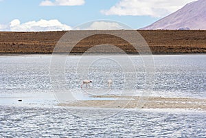 Flamingo in Red Lagoon in Bolivia