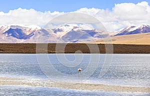 Flamingo in Red Lagoon in Bolivia