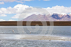 Flamingo in Red Lagoon in Bolivia