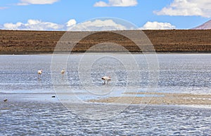 Flamingo in Red Lagoon in Bolivia