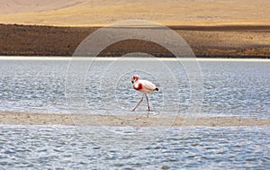 Flamingo in Red Lagoon in Bolivia