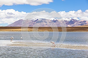 Flamingo in Red Lagoon in Bolivia