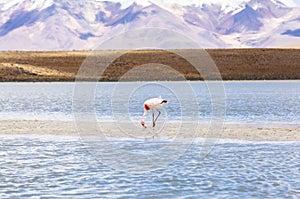 Flamingo in Red Lagoon in Bolivia