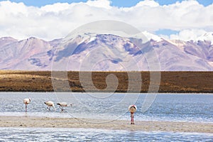 Flamingo in Red Lagoon in Bolivia