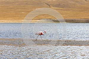 Flamingo in Red Lagoon in Bolivia