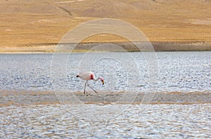 Flamingo in Red Lagoon in Bolivia