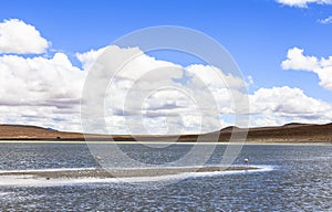 Flamingo in Red Lagoon in Bolivia