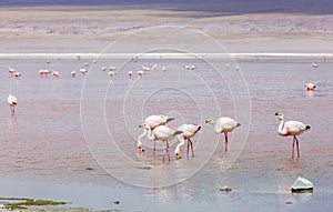 Flamingo in Red Lagoon in Bolivia