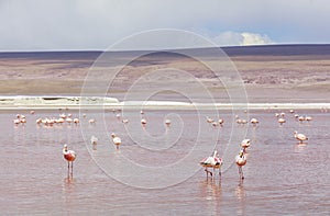 Flamingo in Red Lagoon in Bolivia