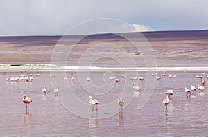 Flamingo in Red Lagoon in Bolivia