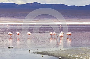 Flamingo in Red Lagoon in Bolivia