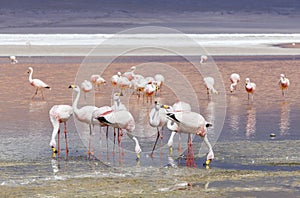 Flamingo in Red Lagoon in Bolivia