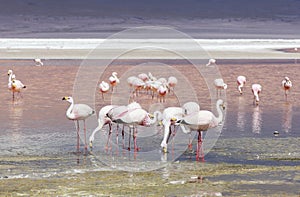 Flamingo in Red Lagoon in Bolivia