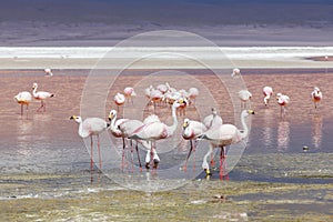 Flamingo in Red Lagoon in Bolivia