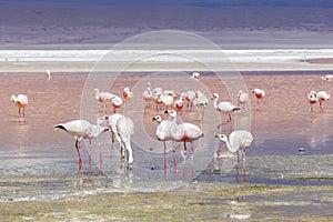 Flamingo in Red Lagoon in Bolivia