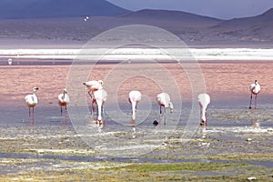 Flamingo in Red Lagoon in Bolivia