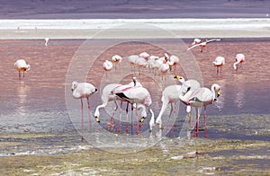 Flamingo in Red Lagoon in Bolivia