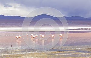 Flamingo in Red Lagoon in Bolivia