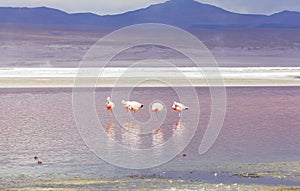 Flamingo in Red Lagoon in Bolivia