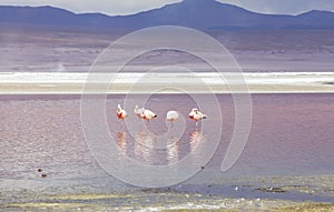 Flamingo in Red Lagoon in Bolivia