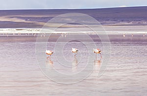 Flamingo in Red Lagoon in Bolivia