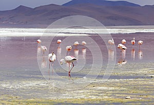 Flamingo in Red Lagoon in Bolivia