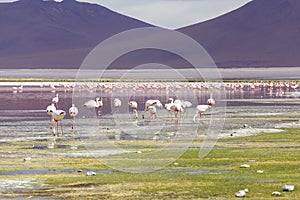 Flamingo in Red Lagoon in Bolivia