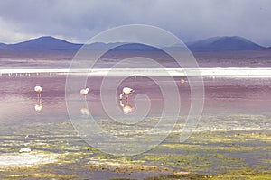 Flamingo in Red Lagoon in Bolivia