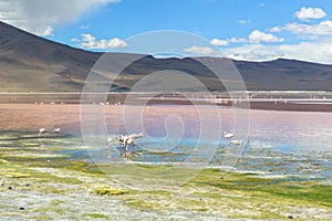 Flamingo in Red Lagoon in Bolivia