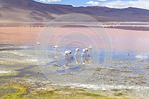 Flamingo in Red Lagoon in Bolivia