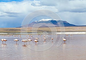 Flamingo in Red Lagoon in Bolivia